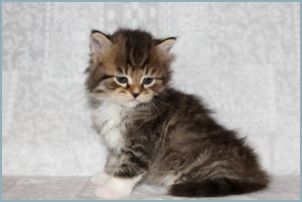 Male Siberian Kitten from Deedlebug Siberians